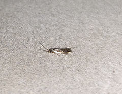 Wegneria panchalcella