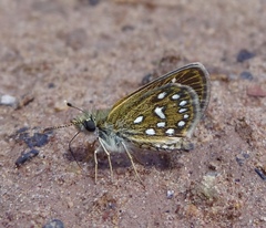 Piruna aea