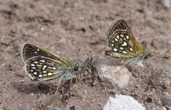 Piruna aea