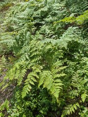 Pteridium aquilinum latiusculum