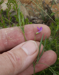 Lathyrus angulatus