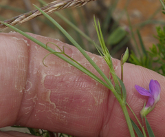 Lathyrus angulatus
