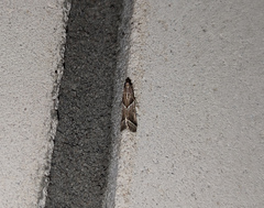 Nyctegretis lineana