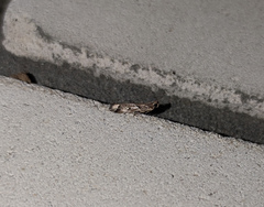 Nyctegretis lineana
