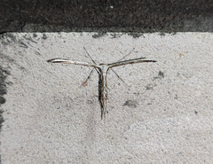 Emmelina monodactyla