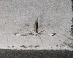 Emmelina monodactyla