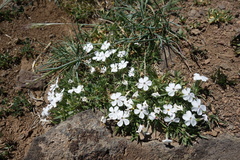 Phlox pulvinata