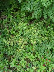 Pteridium aquilinum latiusculum