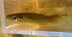 Fundulus chrysotus