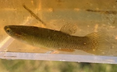 Fundulus chrysotus