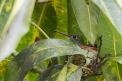 Chrysuronia versicolor