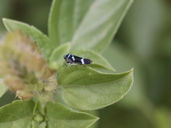 Macugonalia leucomelas