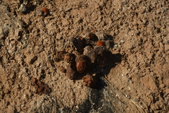 Lycalopex gymnocercus