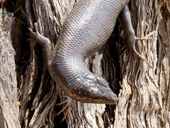 Trachylepis sparsa