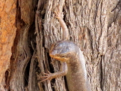 Trachylepis sparsa