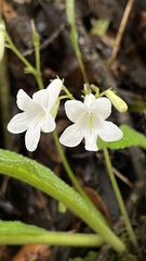 Streptocarpus