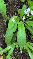 Streptocarpus