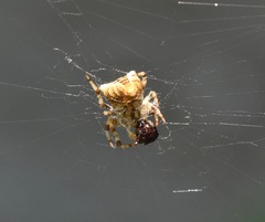 Araneus illaudatus