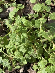 Lamium