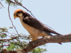 Falco biarmicus