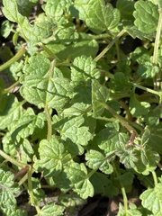 Lamium