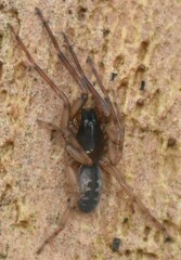 Segestria senoculata