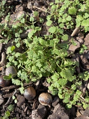 Lamium