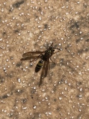 Polybia fastidiosuscula