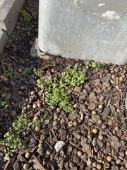 Lamium