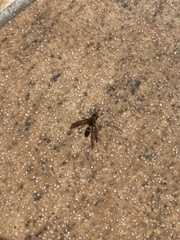 Polybia fastidiosuscula