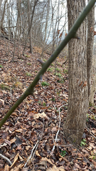 Smilax rotundifolia