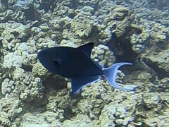 Odonus niger