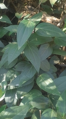 Piper dravidii
