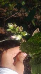 Strobilanthes heyneana