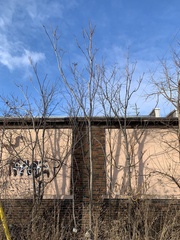 Ailanthus altissima