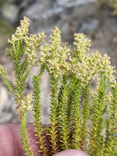 Threes Bitterbush (Selago triquetra)