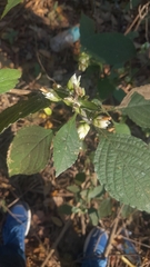 Strobilanthes heyneana