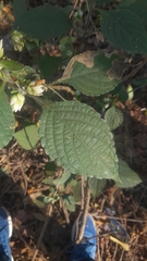 Strobilanthes heyneana
