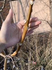 Ailanthus altissima