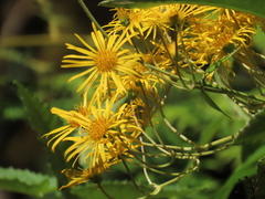 Munnozia senecionidis