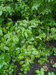 Lonicera canadensis