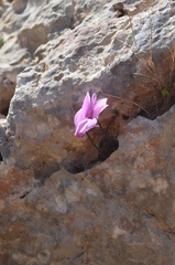 Cyclamen graecum graecum