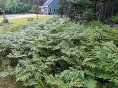 Pteridium aquilinum latiusculum