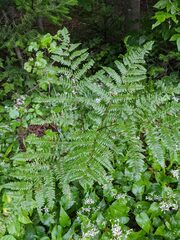 Pteridium aquilinum latiusculum