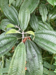 Miconia laevigata