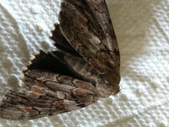 Catocala agrippina