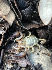 Euscorpius balearicus