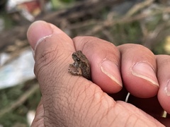 Duttaphrynus melanostictus