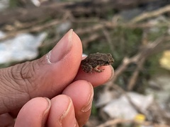 Duttaphrynus melanostictus
