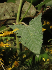 Munnozia senecionidis